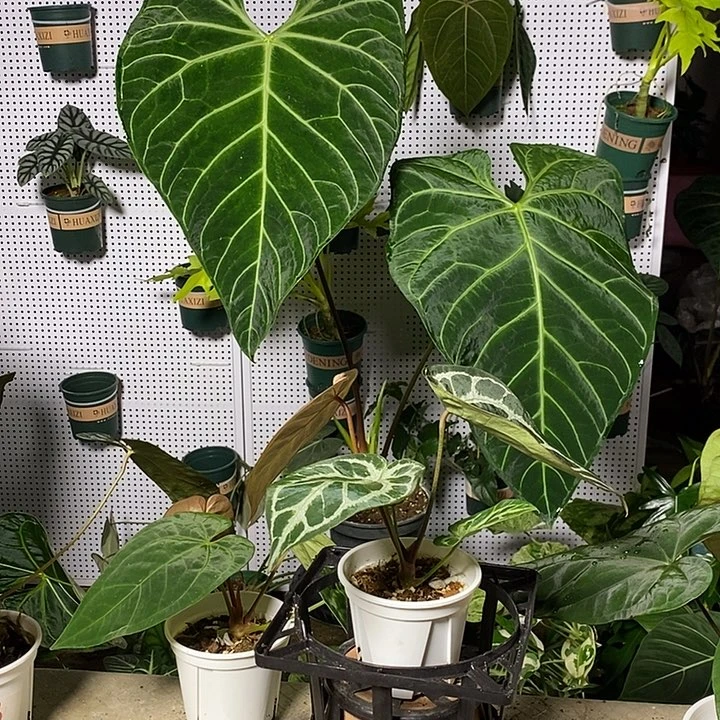 完全开放帝王花柱