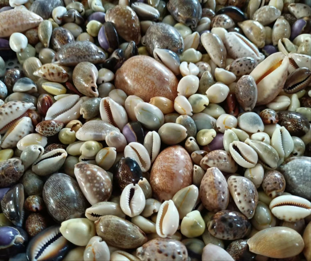 混装宝螺可用于鱼缸造景装裱画框的天然海螺贝壳标本