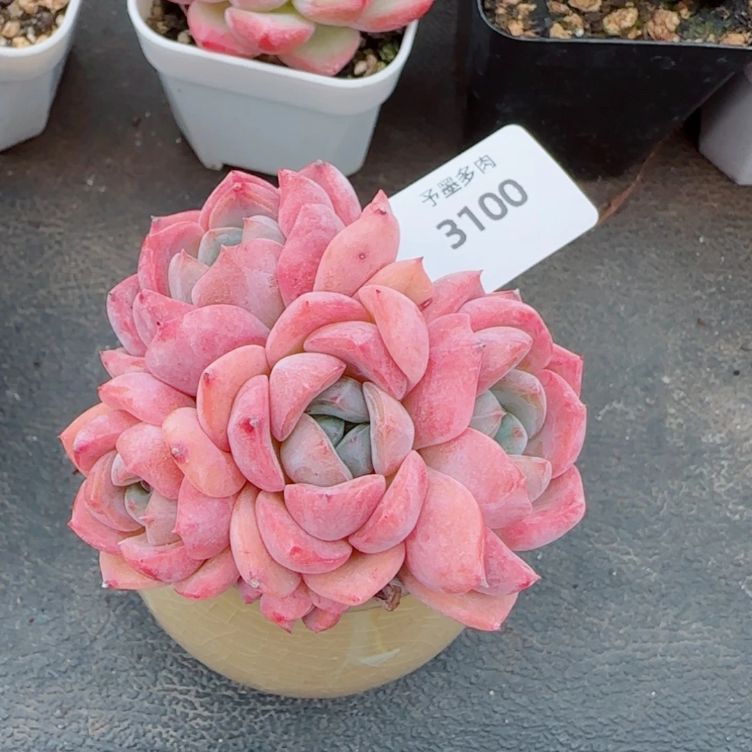 桃夭，3100多肉植物