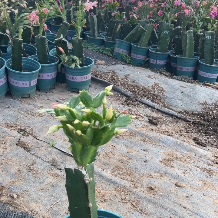 心***成24号036黄色花朵000008