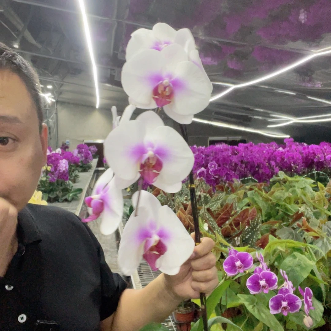 大部分开放少量花苞全花婚纱