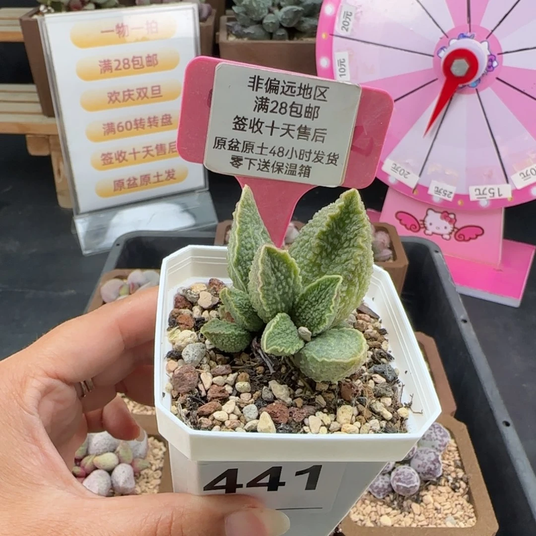 441绿皮多肉的植物