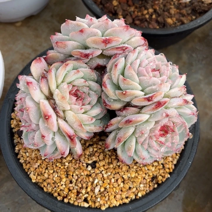 糖心天鹅绒 多肉植物