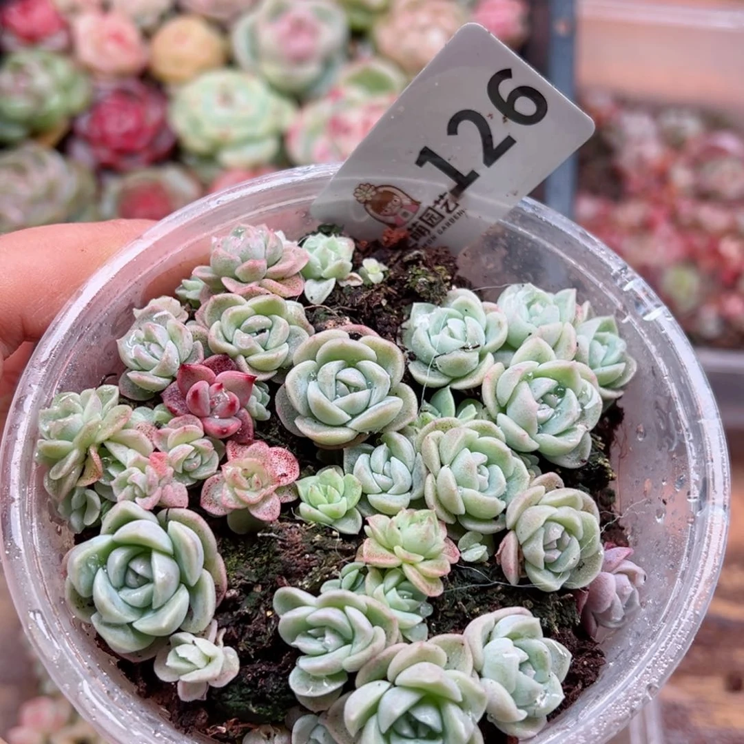 多肉植物多肉植物