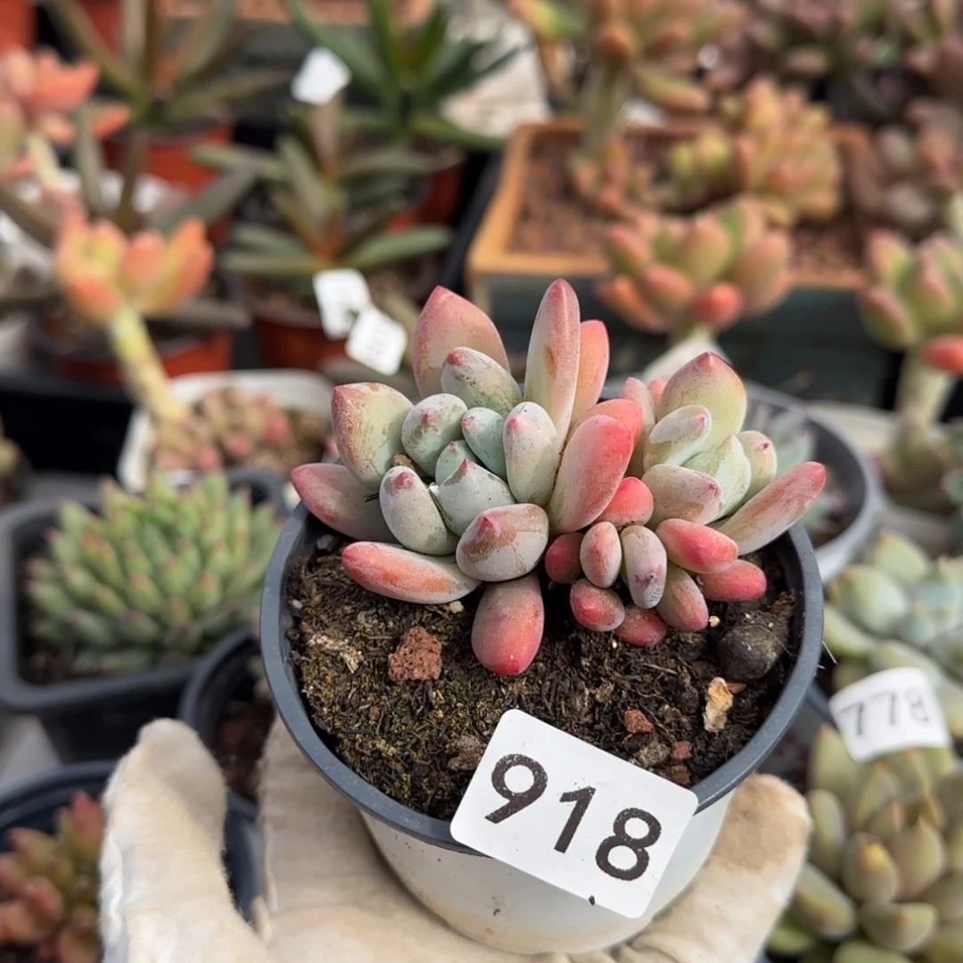 918号一物一拍一物一拍