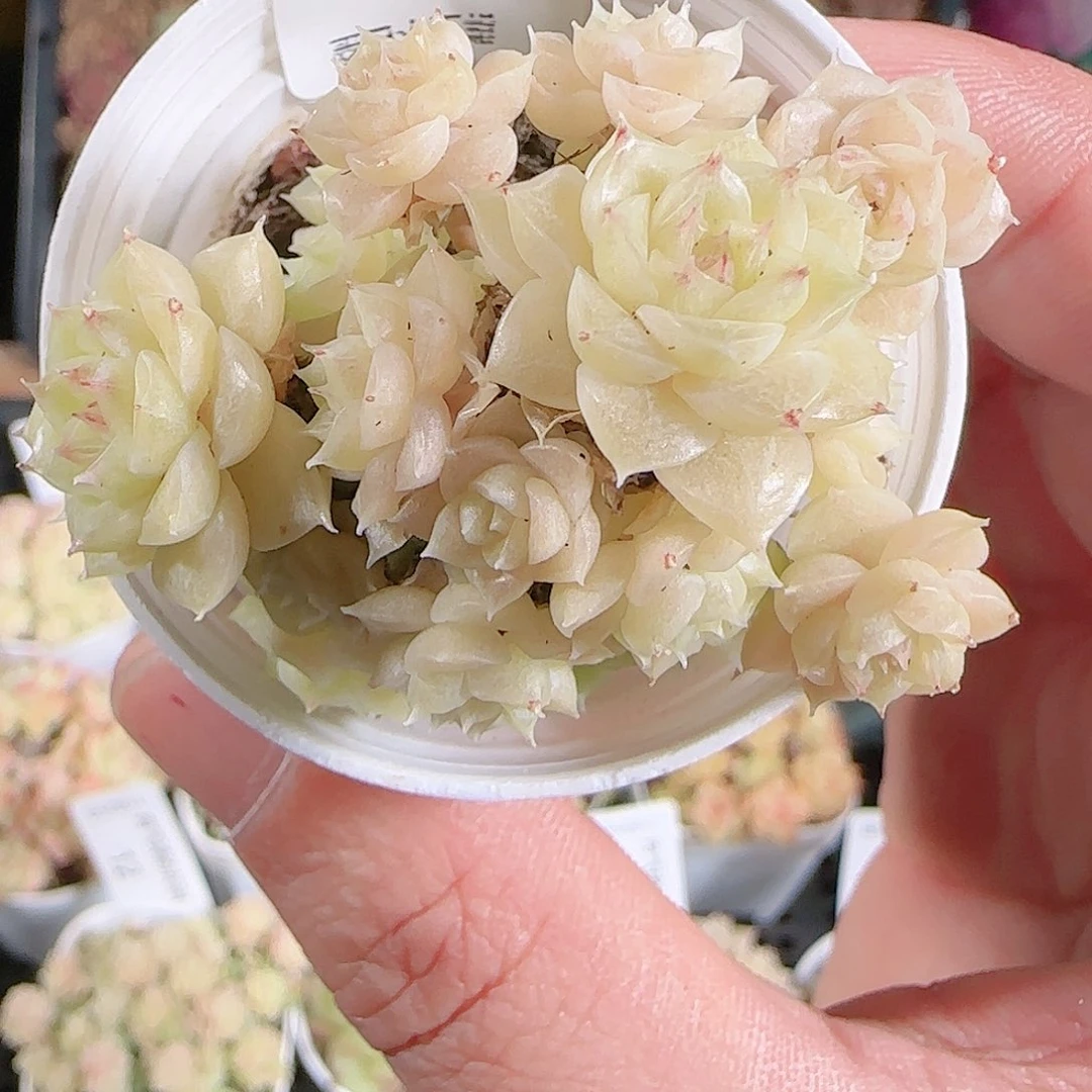 1125-19群生不包整