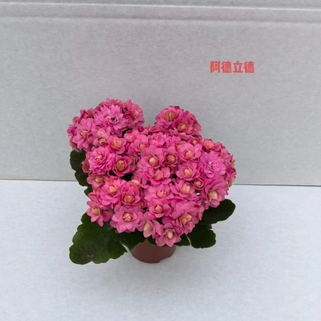 ｛阿德里德｝稀有重瓣长寿花盆栽带花苞耐热耐寒适合室内外装饰观花