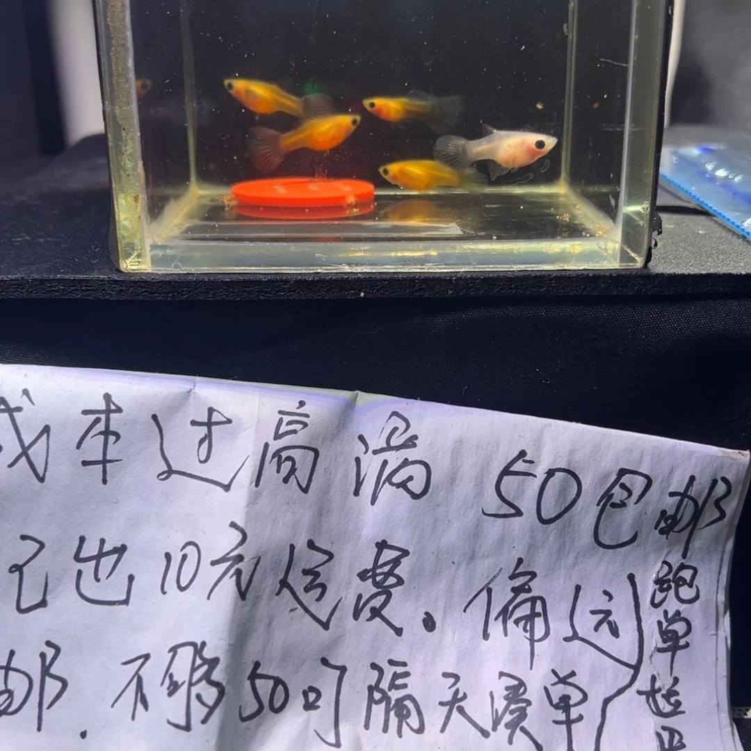 孔雀鱼黄肉玻璃猫孔雀鱼16