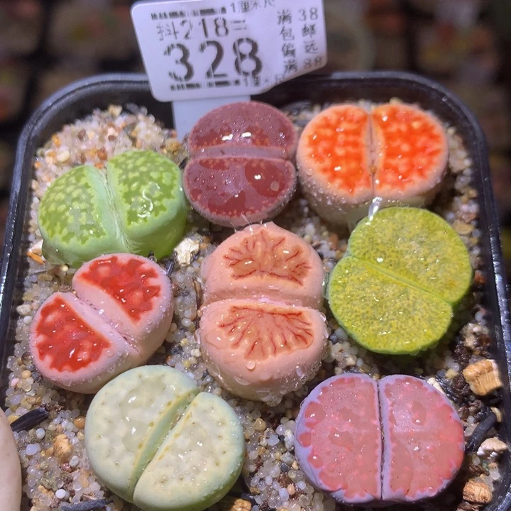 精品生石花218.328