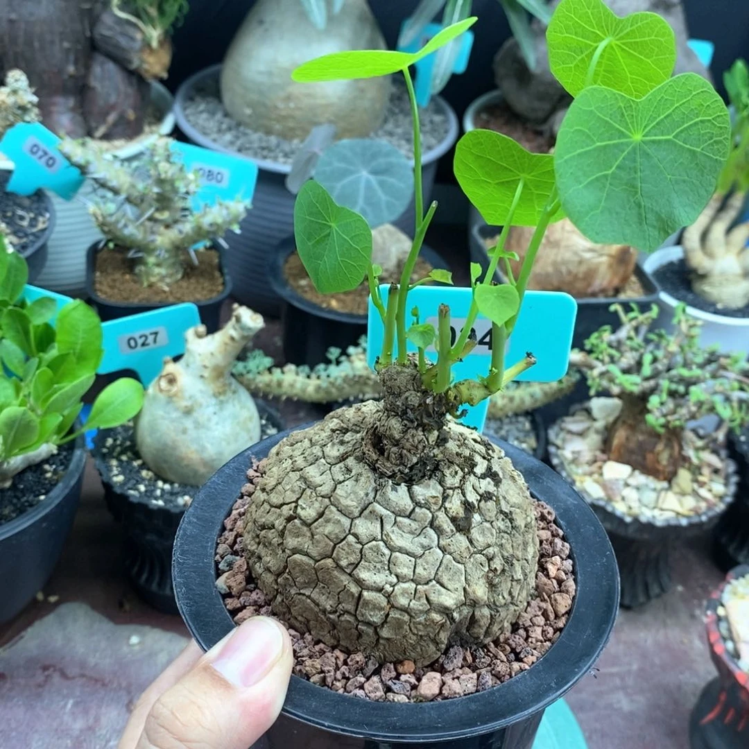 龙甲龟多肉植物一个