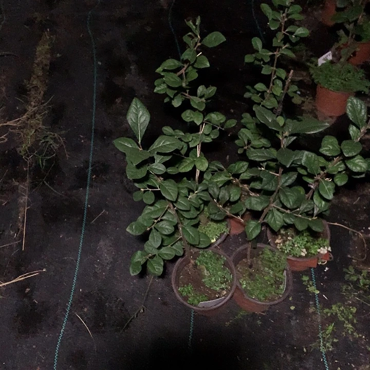 完全开放大重九嫁接苗32.8