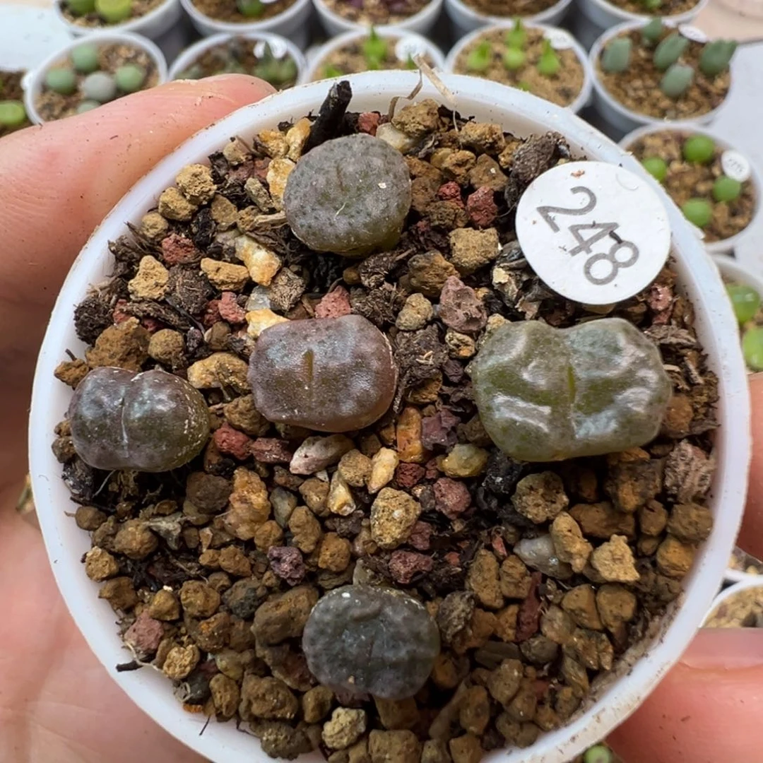 杨基一颗脱土248000