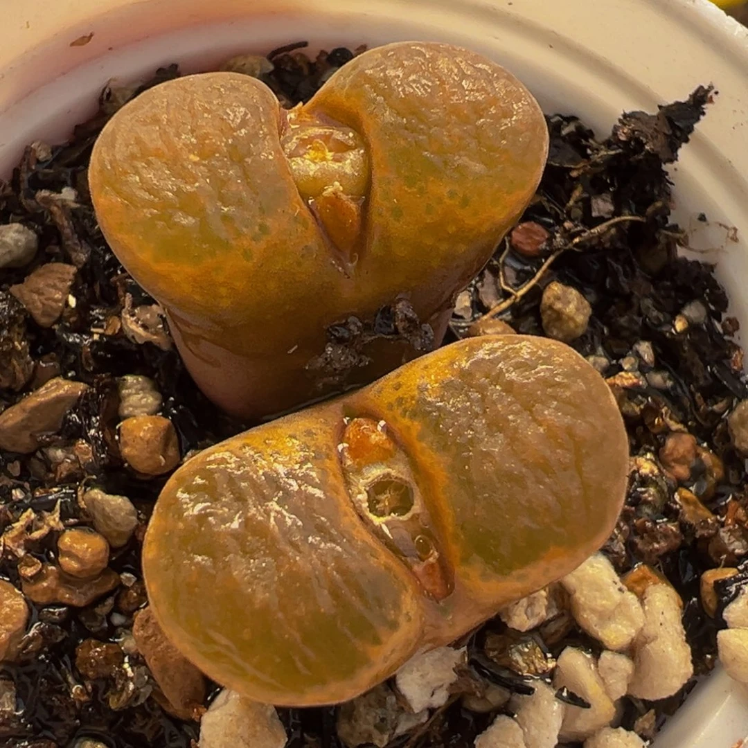 175多肉植物种类多样