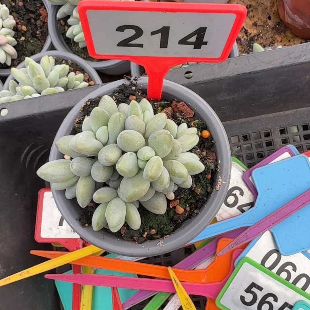 多肉植物白兰地214