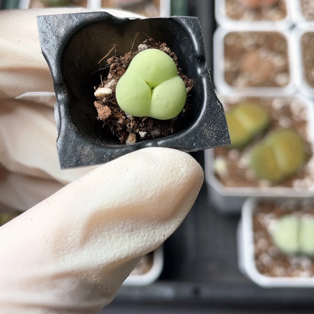 4769大棚清仓甩卖了