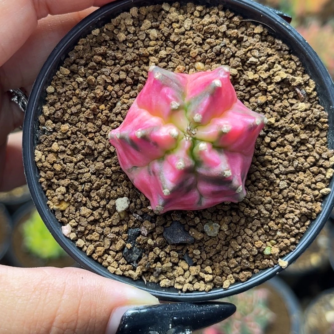 六棱侧牙米哈 带盆土发货