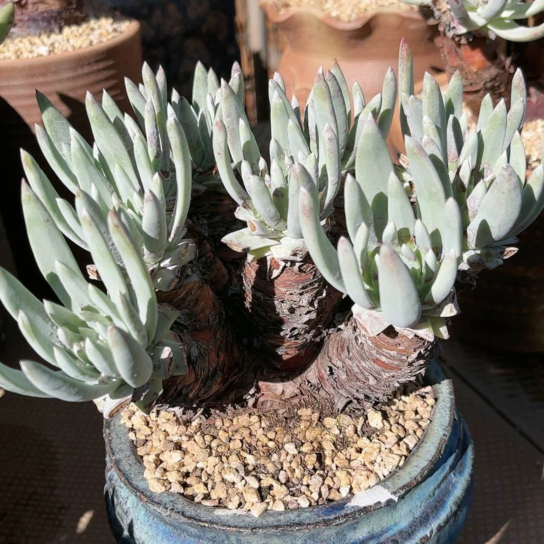 8775奥特仙女杯多肉