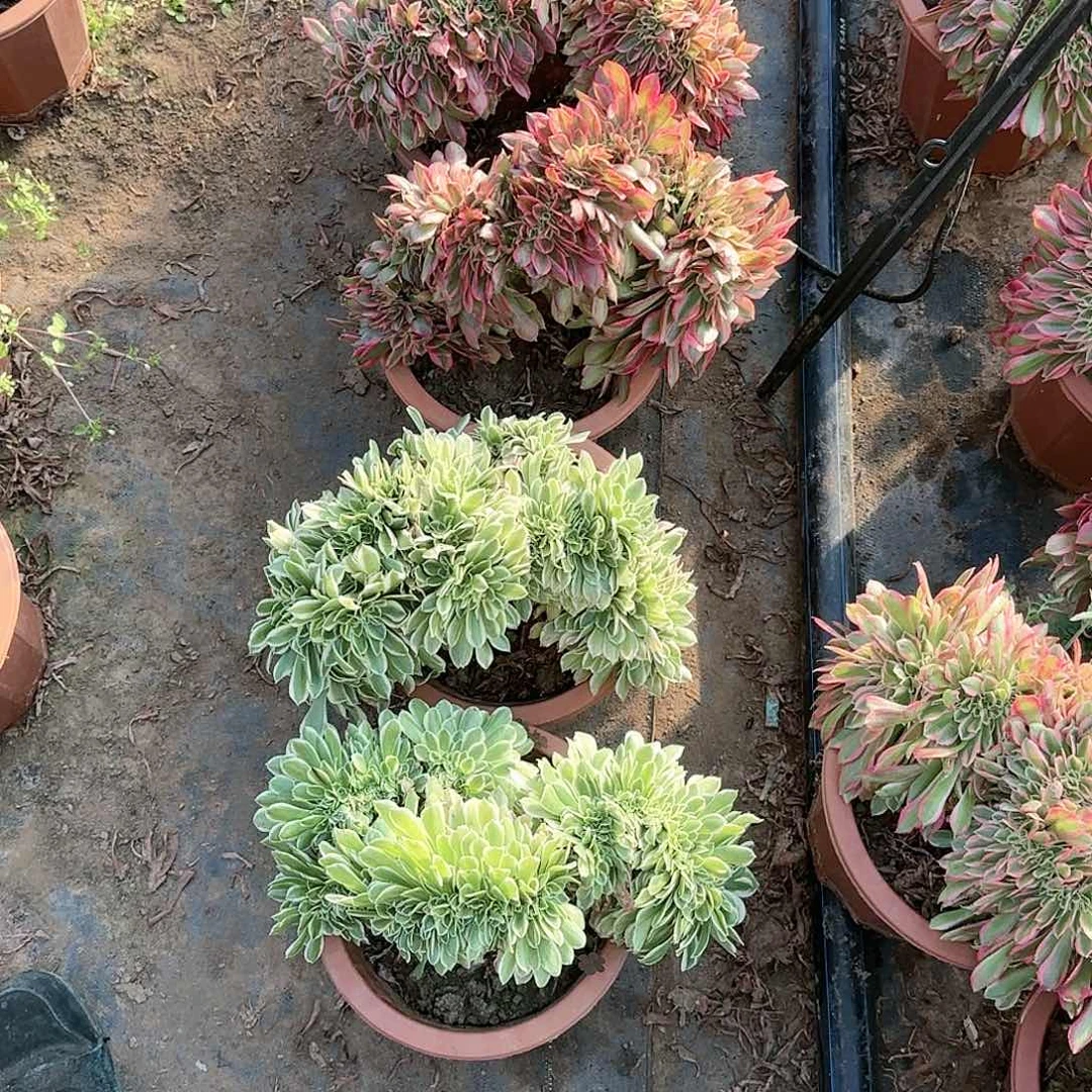 我**我缀话脱土发货缀话