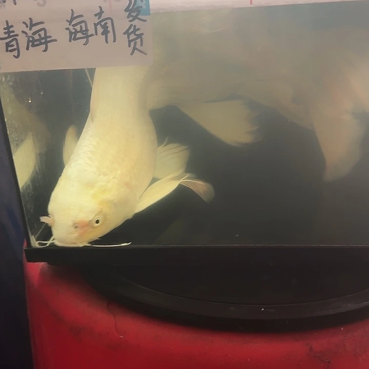 流***枫蝴蝶鲤鱼蝴蝶鲤包邮78微瑕