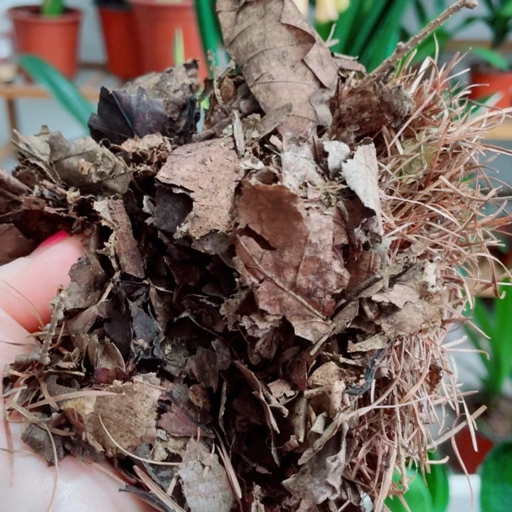 完全开放君子兰开花好看