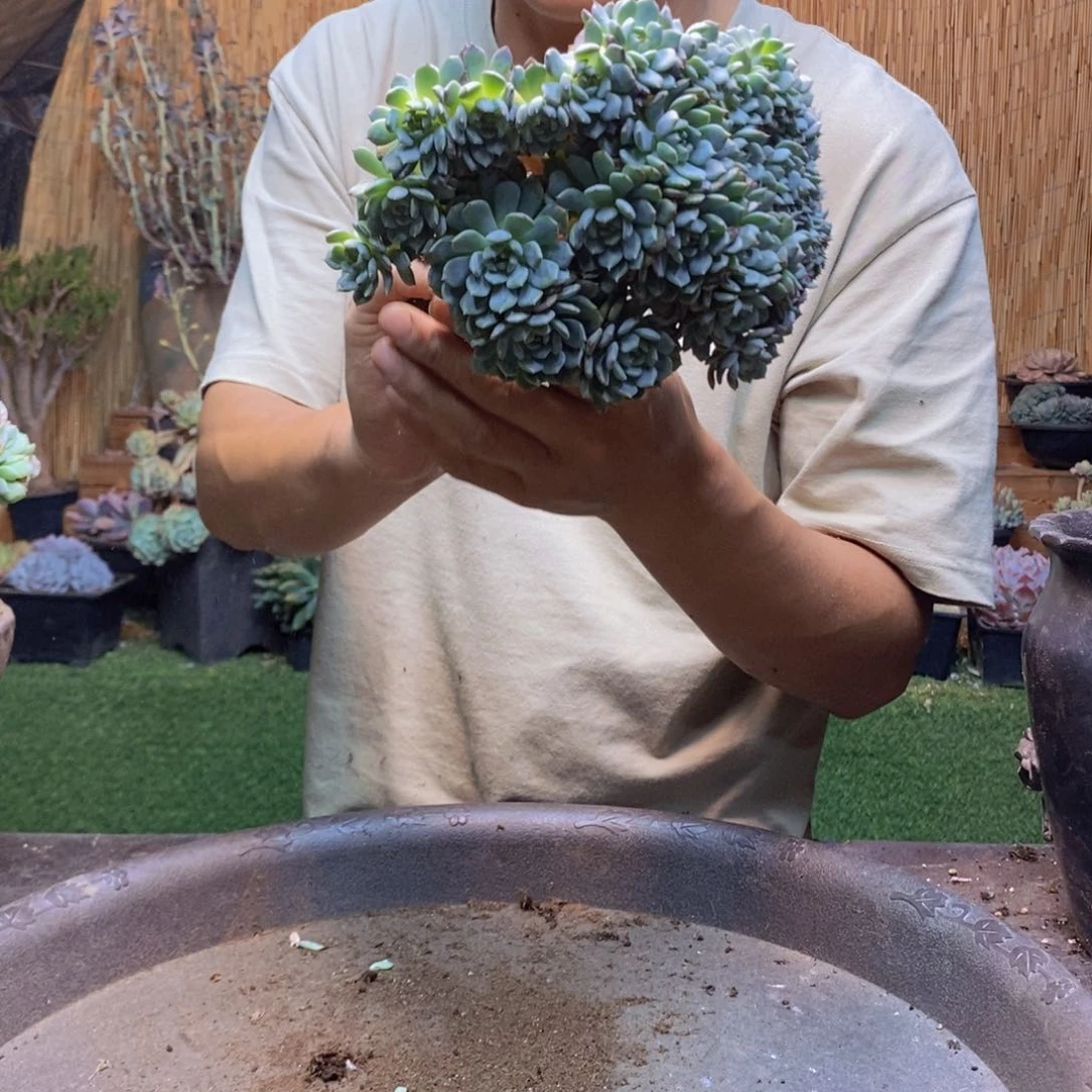 运****窗355 号白胖子多肉