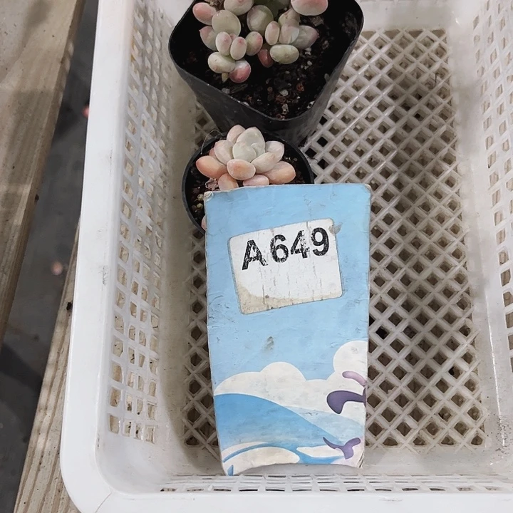 章****子649密密麻麻密密麻麻