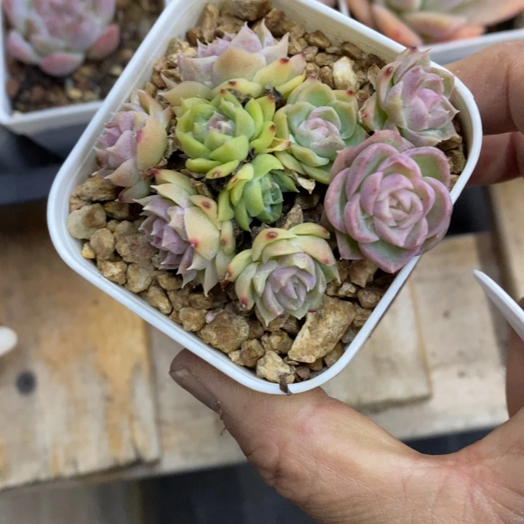 精品多肉一物一拍不包整417