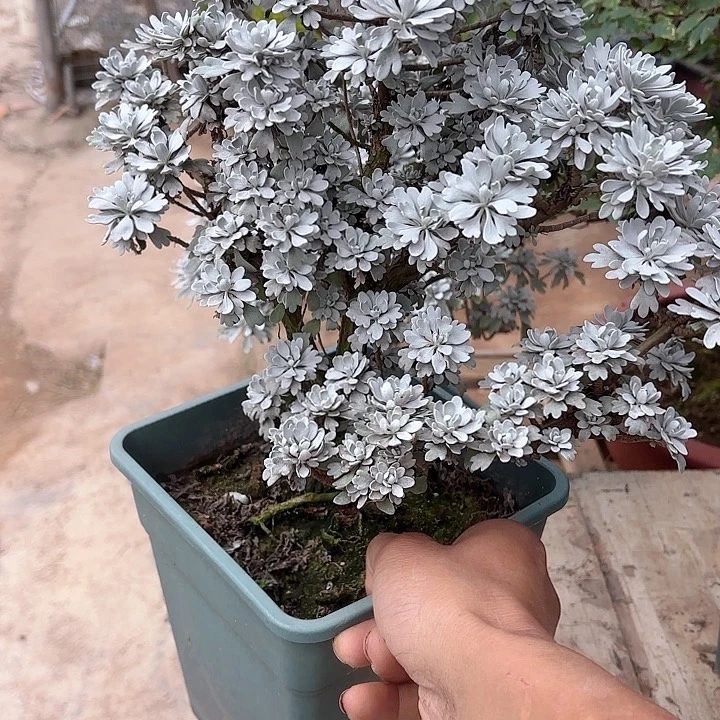 清***音无花朵带土球发货