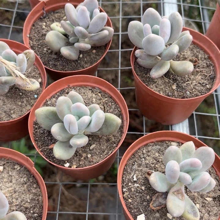 桃美人10颗包邮好得快