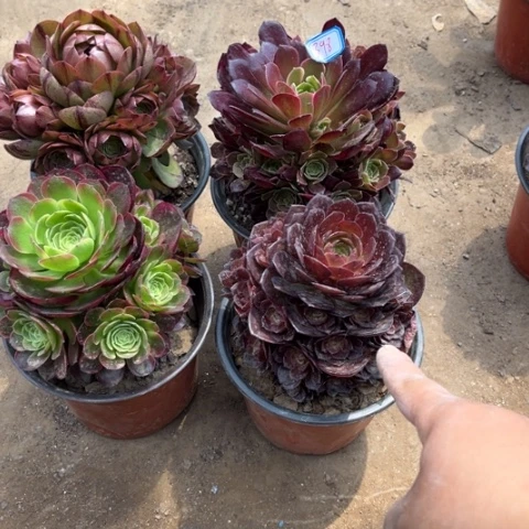 398多肉植物组合