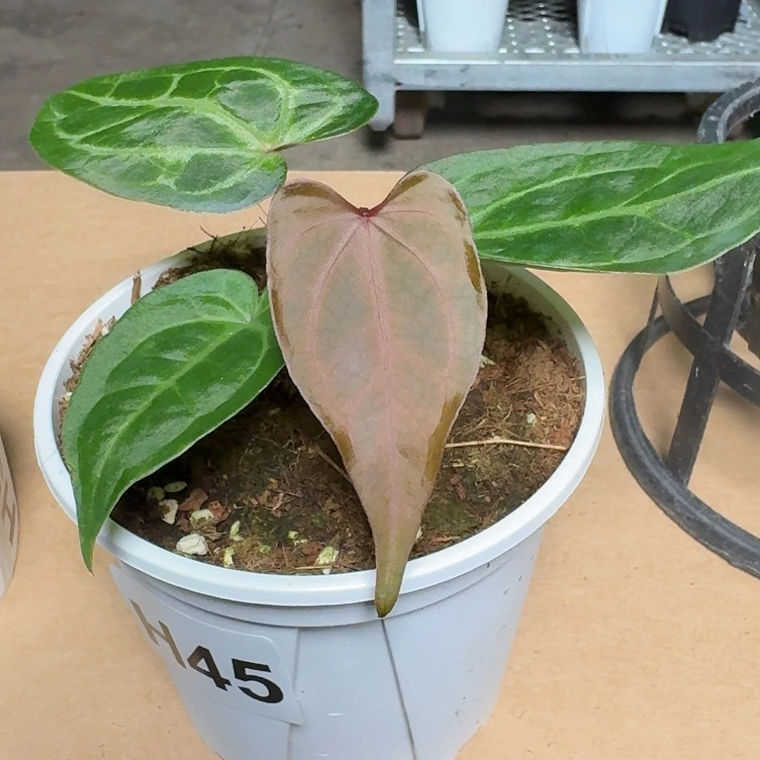 完全开放H45红水晶杂