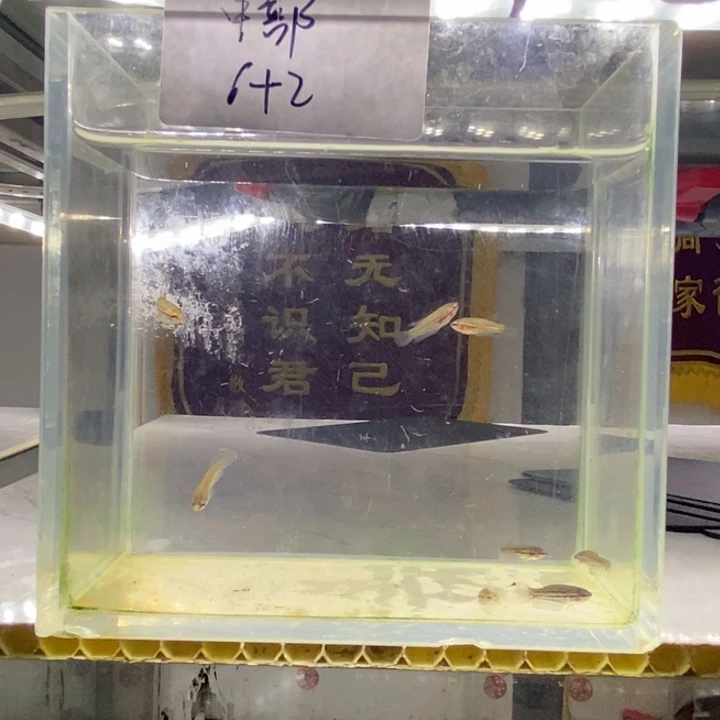 斗鱼包活不包损所见即所得040