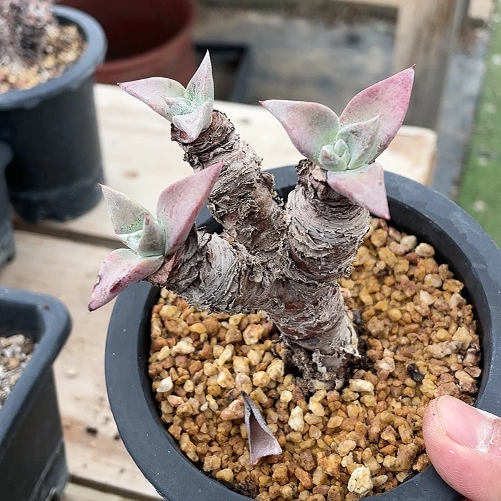 福利粗桩福利粗桩