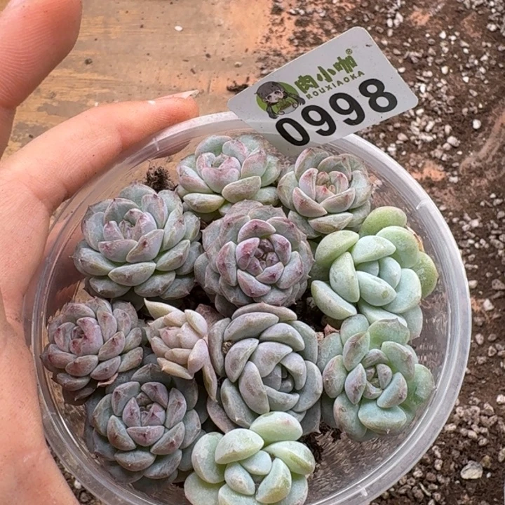 多肉植物多肉植物