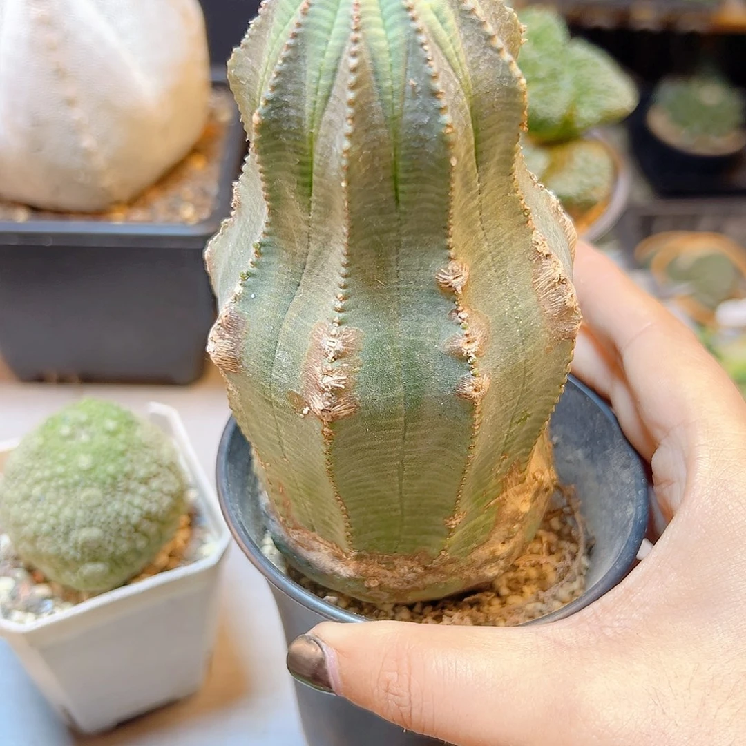 26号自根欧布7.1公分