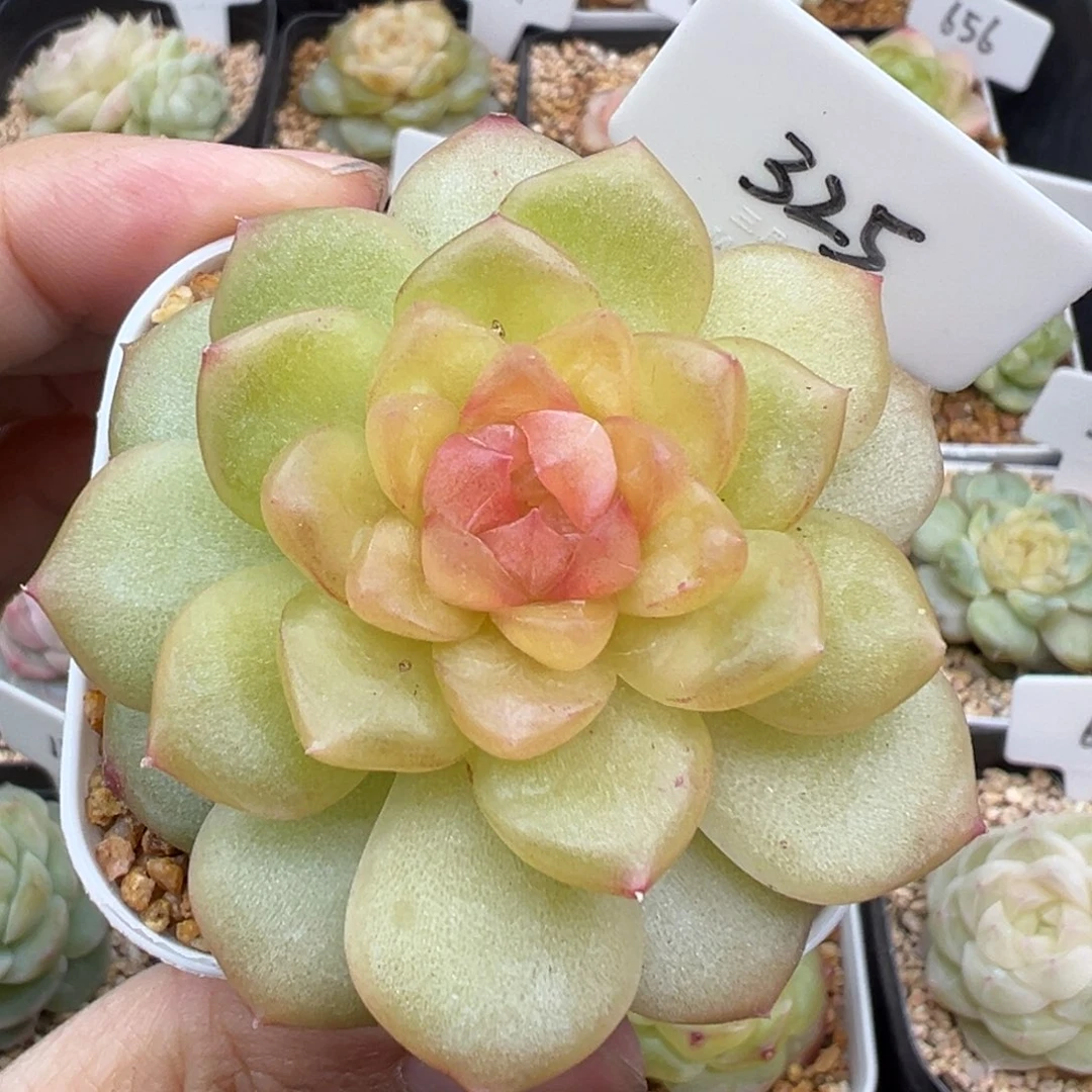 325号风花雪月系列碧琉璃