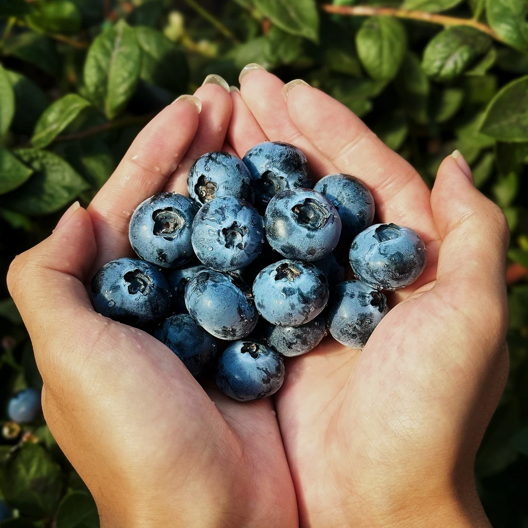 福利单【1.5-1.7花香蓝莓】花香味四溢，果肉饱满