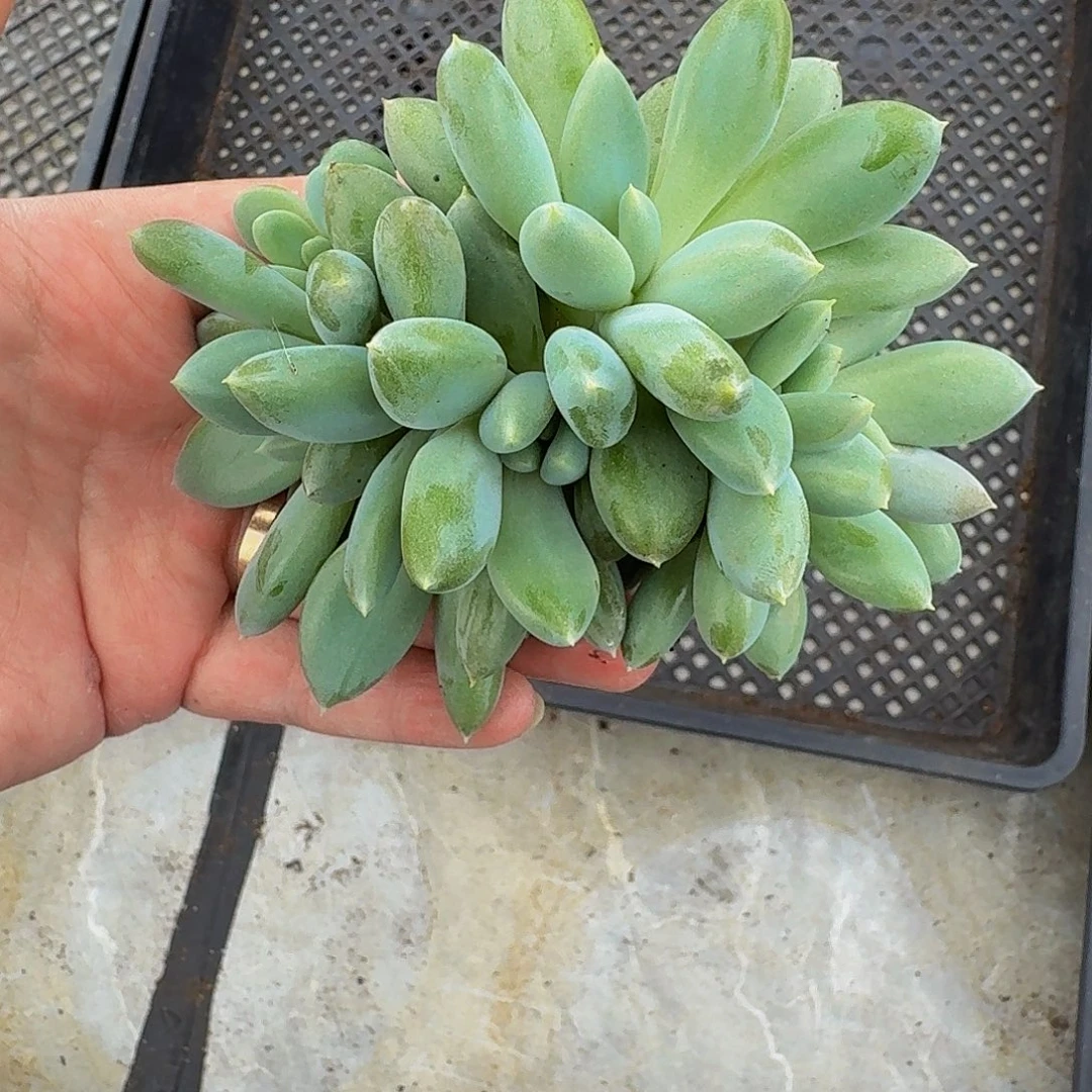 黄胖体 哥特 10头 一物一拍