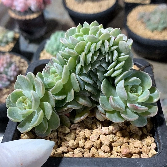 熔晶朵朵缀一体无砍