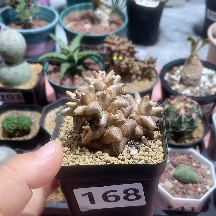 168蛮鬼塔厚墩菊块根
