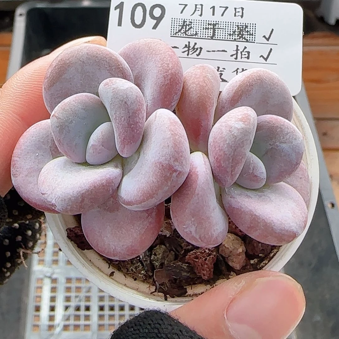 守***敏多肉0717-109奶酪系列