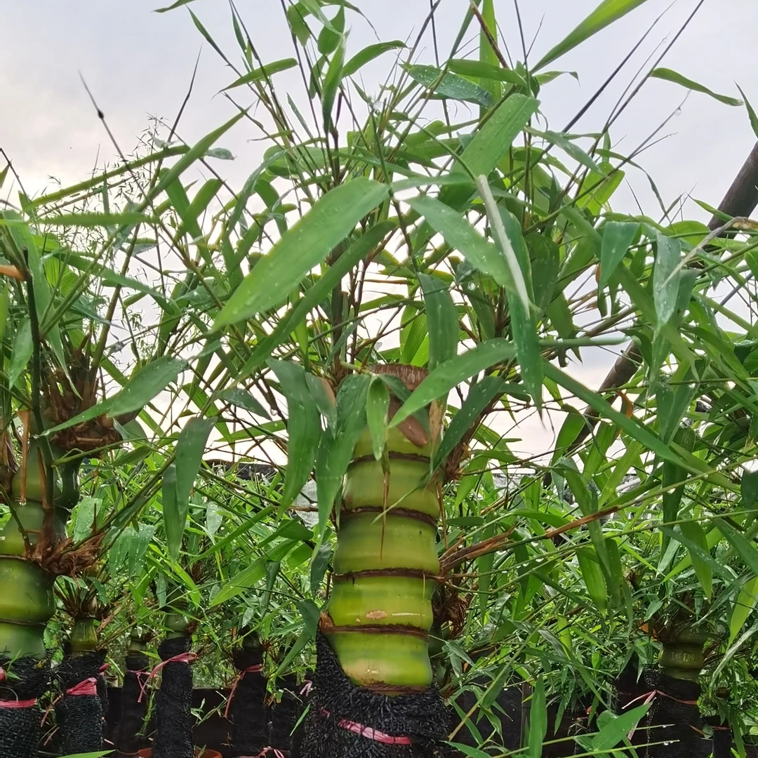 润景农场竹子一物一拍翡翠佛肚竹南天竹棕竹罗汉竹琴丝竹祡竹绿植