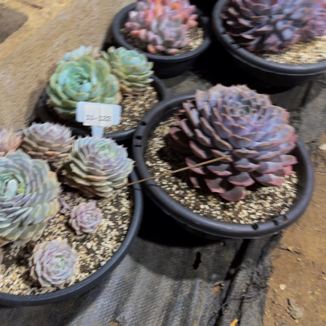 A***a11-122三颗组福利不包损多肉