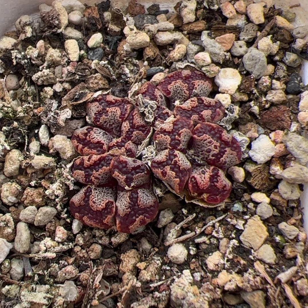 069号勋章 多肉植物