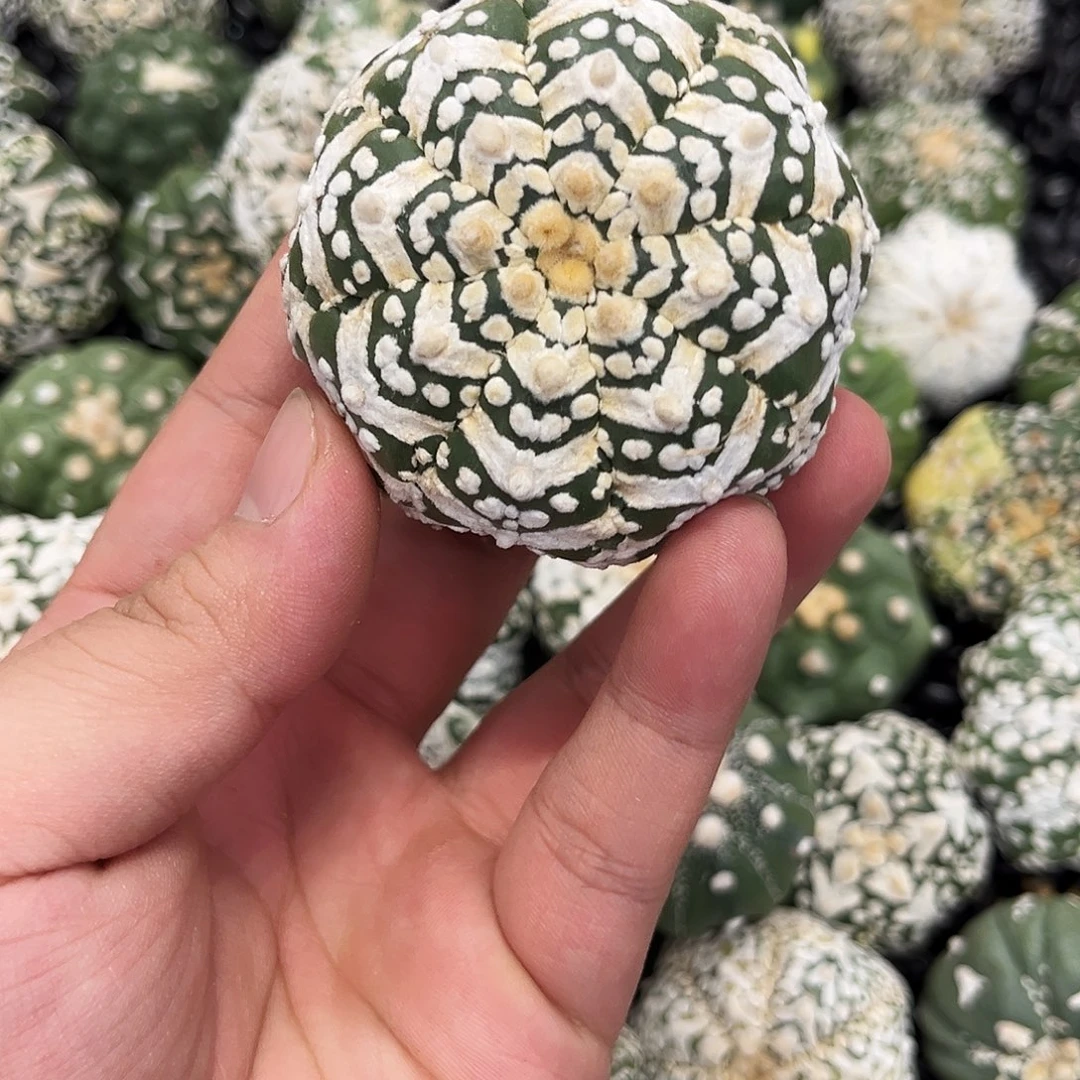 哈哈哈哈哈哈哈哈ｖ兜兜