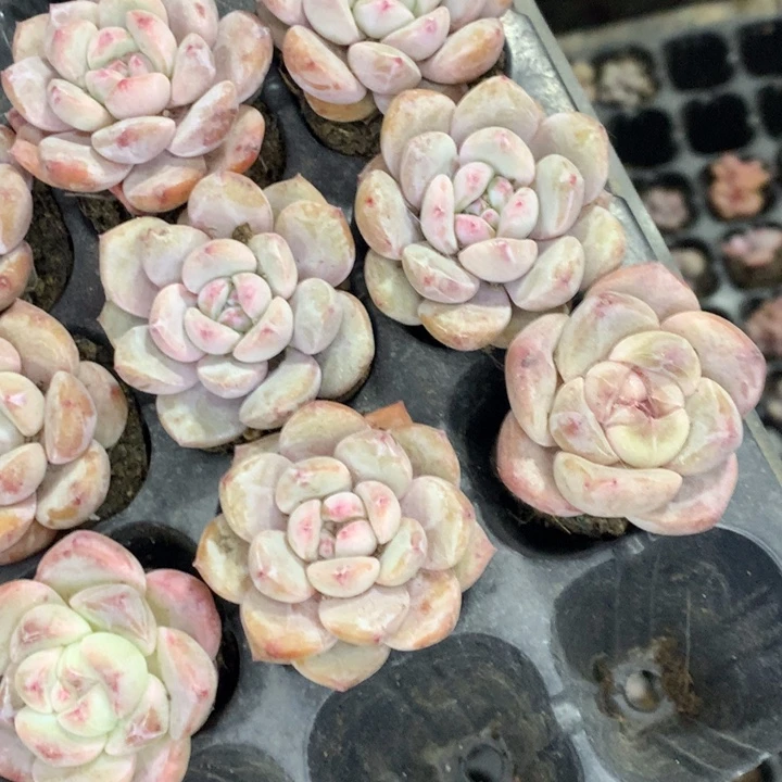 星影子7颗  （不满9.99发空盆冷地区不拍保温扣3.9多肉）