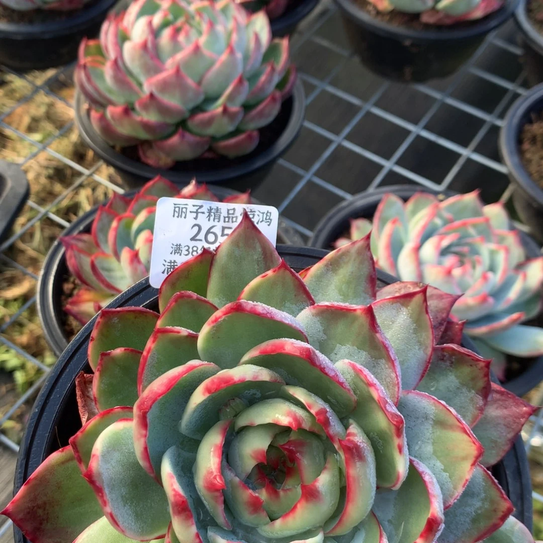 杨***扬2657号多肉植物惊鸿15