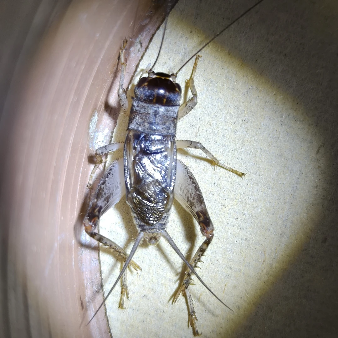 秋趣蟋蟀店蟋蟀蛐蛐