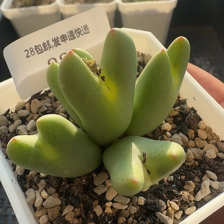 223  巨将。