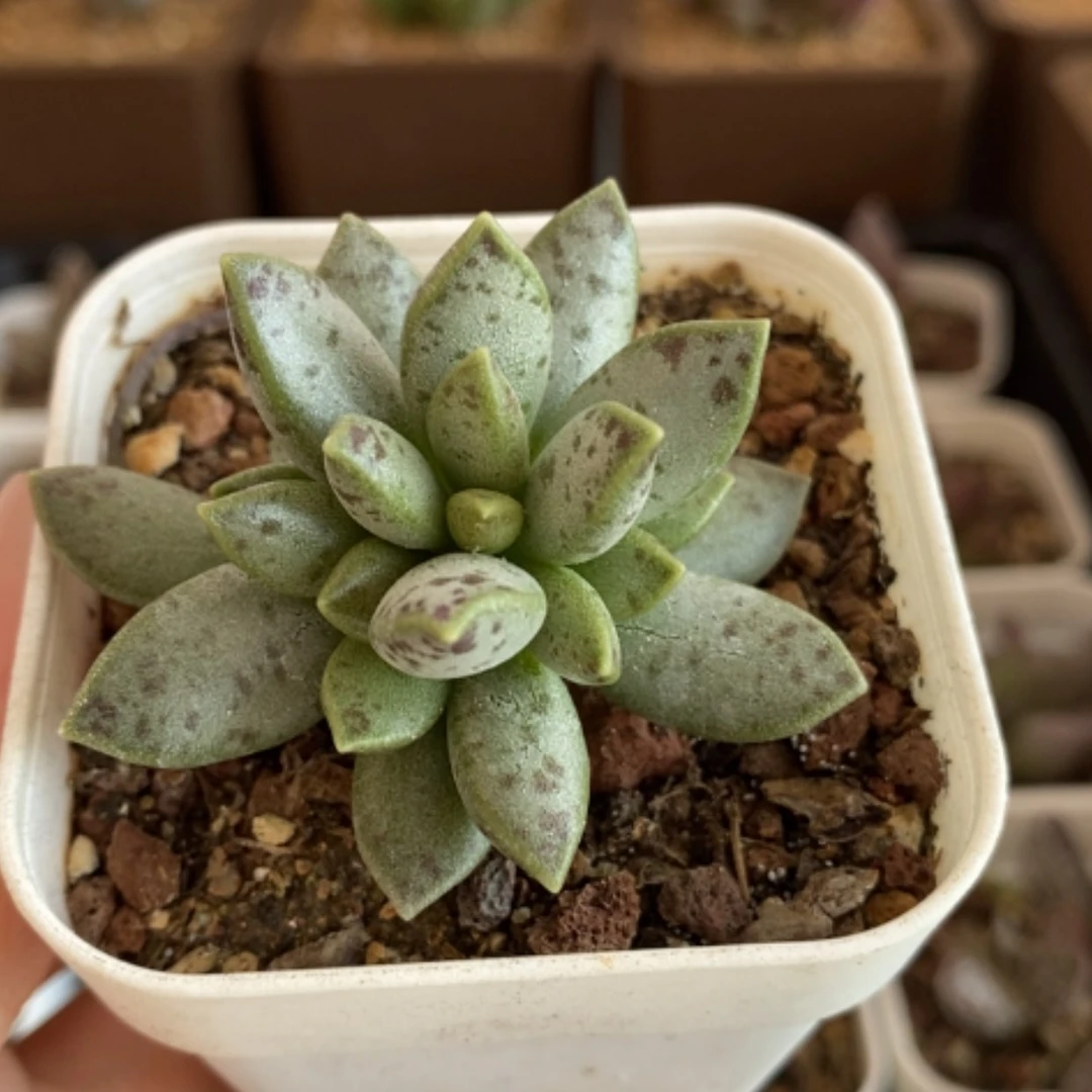 【闪购商品】无花朵德国园艺